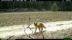 Ein Fuchs wird von einer Wildkamera überrascht.