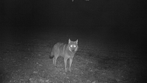 Ein Wolf tappt im Landkreis Bad Segeberg in die Fotofalle.