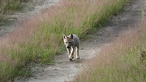 Wolfswelpe auf Erkundungstour