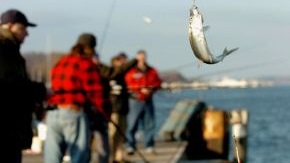 Angler zieht Fisch aus dem wasser.