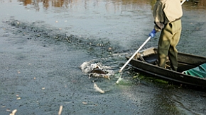 Laichfischfang mit dem Elektrofanggerät