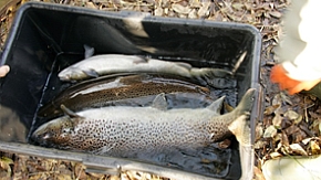 Laichfische der Meerforelle, gefangen im Rahmen des Laichfischfangs