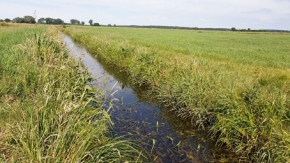 Abbildung 2: Typischer Gewässerabschnitt im Grabensystem der Haarbek