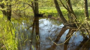 Kleine Niederungsfließgewässer in Fluss- und Stromtälern (Typ 19)