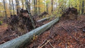 Zerstörter Wald