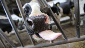 Eine Kuh streckt im Stall die Zunge heraus