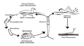 Entwicklungszyklus von Zerkarien