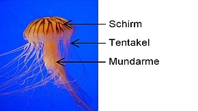 Kompassqualle mit Schirm, Tentakel und Mundarm