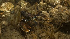 Ein Hummer vor Helgoland