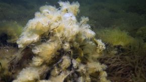 Nährstoffüberschuss: Sägetang in der Ostsee, umringt von und überwachsen mit opportunistischen Algen 