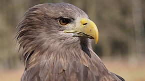 Seeadler im Schaalseegebiet Schleswig-Holstein