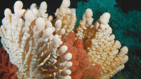 Bunte Kaltwasserkorallen in einem Riff in Norwegen