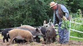 Schweine mit Halter auf einem Freilandhof