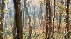 Das Bild zeigt einen Birkenwald im Sonnenlicht