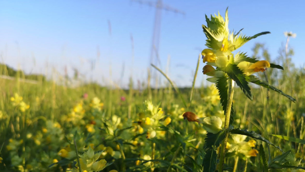 Eine Blume mit gelber Blüte.