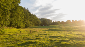 Grüne Weidefläche in der Natur