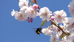 Eine Biene bestäubt eine Kirschblüte.