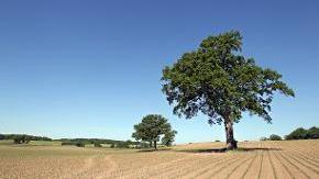 Ein Baum steht auf einem Acker.