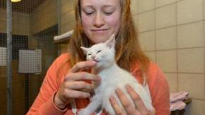 Ehrenamtliche Helferin mit Katze im Tierheim Uhlenkrog.
