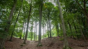 Blick auf durch Bäume auf eine Waldlichtung.