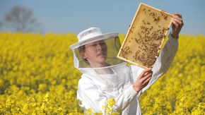 Eine Imkerin steht auf einem Rapsfeld und begutachtet Honigbienen.