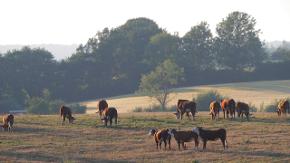 Mehrere Rinder stehen auf einem Hügel. Das Gras ist durch Hitze und Trockenheit braun.