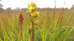 Das Foto zeigt eine Blume auf einem Feld.