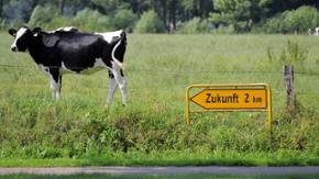 Eine Kuh steht auf einer Weide hinter einem Schild, das in die Zukunft weist