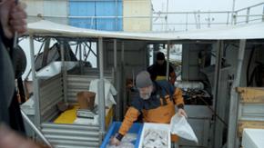 Björn Fischer steht an Bord seines Kutters im Hafen. Er greift in einen Kasten voller gefangener Fische, um einen von ihnen in eine Plastiktüte zu packen.  