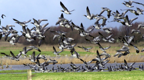 Nonnengänse fliegen von einer Wiese los. Das Bild ist aus Eiderstedt in Nordfriesland.