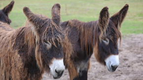 Esel aus dem Tierpark Arche Warder