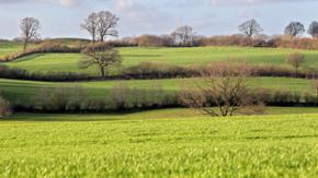 Zu sehen ist die typisch schleswig-holsteinische Knicklandschaft mit Feldern, Hecken und Bäumen