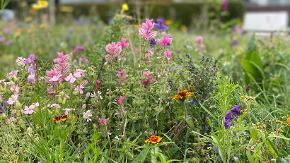 Verschiedene Blumen blühen am Straßenrand.