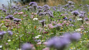 Ein Feld mit verschiedenen Blumen.