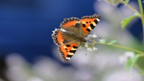 Ein Schmetterling sitzt auf einer Blume.