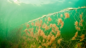 Ein verlorenes Fischernetz, ein sogenanntes Geisternetz, liegt im Meer.