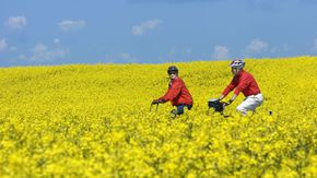 Ein Frau und ein Mann fahren mit dem Rad durch ein Rapsfeld