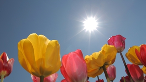 Tulpen vor blauem Himmel mit strahlender Sonne