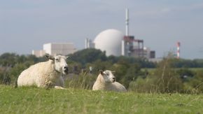 Zwei Schafe auf einer Wiese, verschwommen im Hintergrund das Atomkraftwerk Brokdorf