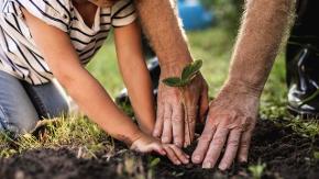 Ein Kind und ein Mann pflanzen einen kleinen Baum. Sie drücken mit ihren Händen die Erde um den Setzling fest.