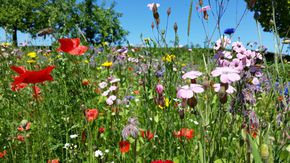 Blumenwiese vor blauem Himmel