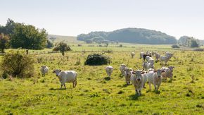 Kühe auf einer Weide mit viel Gras und Sträuchern