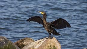 Ein Wasservogel mit schwarzem Gefieder hockt auf einem großen Stein am Wasser. Er streckt seine Flügel aus.