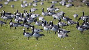 Viele Gänse auf einer Wiese