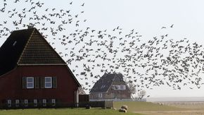 Ein Schwarm Vögel fliegt an einem Bauernhaus vorbei.