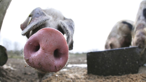 Ein Schweinerüssel, der in die Kamera schaut. Im Hintergrund stehen zwei Schweine an einem Futtertrog.