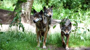 Drei Wölfe im Wildpark Eekholt