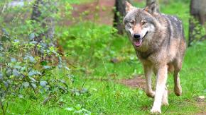 Ein Wolf streift durch die Natur