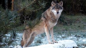 Ein Wolf steht auf einem schneebedeckten Baumstamm