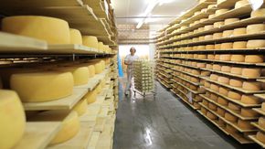 Ein Mann schiebt einen Wagen mit Käse durch eine Kühlkammer in der große Käseräder in Regalen lagern. 